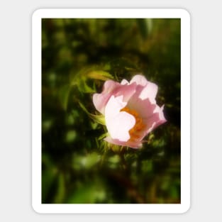 old-fashioned roses by Fox Creek & Columbia River 8 Sticker